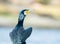 Cormorant Close up