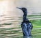 Cormorant close up in a lake