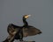 Cormorant close up with open wings photography