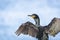 Cormorant close up with outstretched wings on HornÃ¸ya in Finnmark, Norway