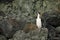 Cormorant colonies at Antarctica