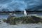 Cormorant colonies at Antarctica