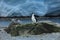 Cormorant colonies at Antarctica