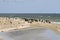 Cormorant colony on the beach