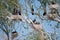 Cormorant colony in Danube Delta , Romania wildlife bird watching