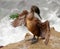 Cormorant concentrates on spreading wings to dry feathers