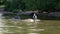 Cormorant dries its feathers wings wide open