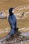 A cormorant dries its wings on a branch above the lake in Tingui Park, Curitiba, Brazil