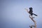 Cormorant dries its wings on a branch against the sky
