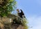 Cormorant dries its wings, sitting on the edge of a cliff