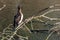 A cormorant dries its wings in the sun while sitting on a branch