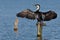 Cormorant dries wings