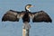 Cormorant dries wings