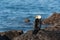 Cormorant drying on rocks