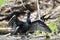 A Cormorant Drying in the Sun after a Dive in the Pond