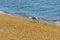 Cormorant with eating fish caught in ocean