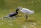 A cormorant and Egret fishing together