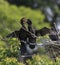 Cormorant Feeding Its Nestling