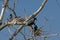 Cormorant feeding it`s chick in the bare branches of a dead tree