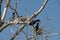 Cormorant feeding it`s chick in the bare branches of a dead tree