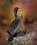 Cormorant female feeding her chick