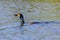 Cormorant with a fish in hooked beak