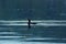 Cormorant fishing in the lake