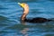 Cormorant with fishing line wrapped around its beak and neck