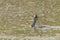Cormorant Fishing Rain Phalacrocorax carbo Rainstorm Cormorant