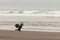 Cormorant flapping its wings