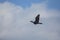 Cormorant in flight.  Every spring, large flocks of cormorants fly to the mouth rivers of Lake Michigan to catch spawning fish.