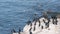 Cormorant flock drying, colony of wild black bird, rock by water, California USA