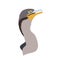 Cormorant, Florida Everglades National Park Wildlife - Simple Digital Illustration