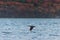 Cormorant flyin over the sea