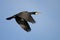 Cormorant flying close up in Danube Delta , Romania wildlife bird watching