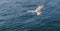 Cormorant flying over the Sea of Marmara