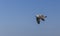 Cormorant flying over the Sea of Marmara