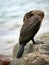 Cormorant freezing cold close-up standing on the stone