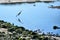 Cormorant and gulls on the shore of the river