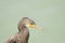 Cormorant head with long bill