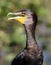 Cormorant Head Shot