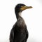 Cormorant on isolated white background