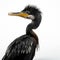 Cormorant on isolated white background