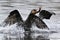 Cormorant jumping, catching for fish