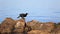 Cormorant Jumping on Rocks