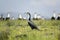 Cormorant at Lake Naivasha, Great Rift Valley, Kenya, Africa