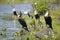 Cormorant at Lake Naivasha, Great Rift Valley, Kenya, Africa