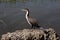 Cormorant On The Lake Shore