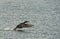 A Cormorant landing on water