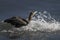 Cormorant landing on water